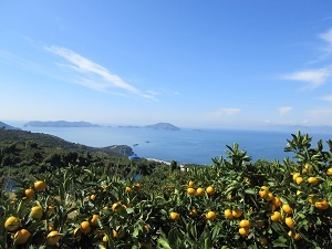 真穴_みかん畑(1).jpg